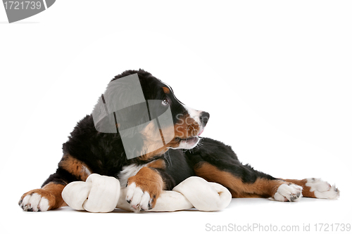 Image of Bernese Mountain Dog puppy