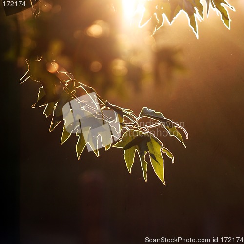 Image of Evening forest