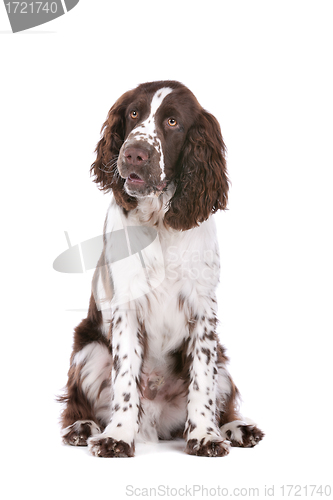 Image of Springer Spaniel