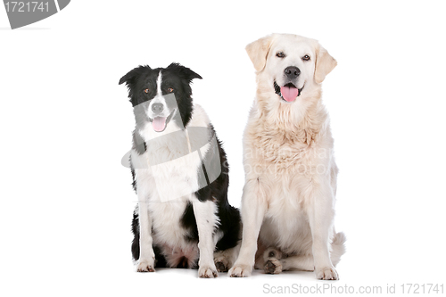 Image of Golden Retriever and a border collie