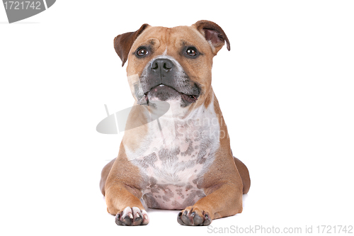 Image of staffordshire bull terrier