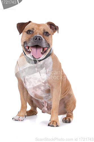 Image of staffordshire bull terrier