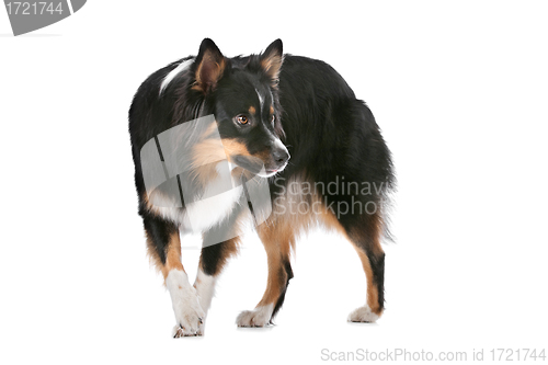 Image of Border Collie