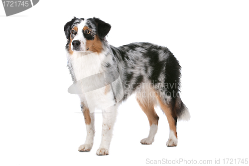 Image of Australian shepherd