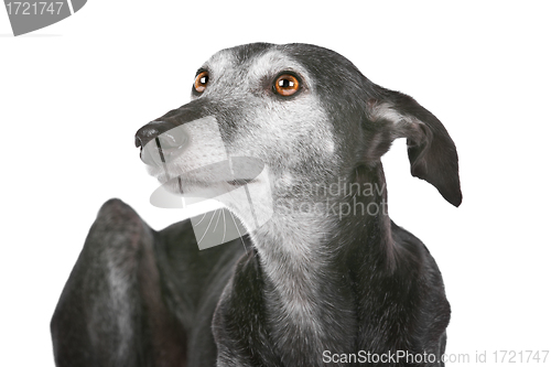 Image of Old greyhound