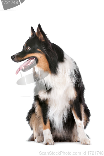 Image of Border Collie