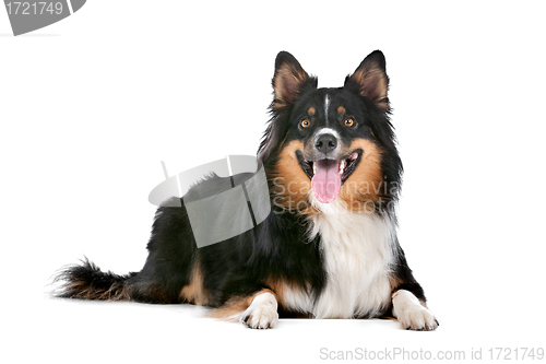 Image of Border Collie