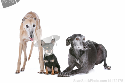 Image of two greyhounds and a chihuahua