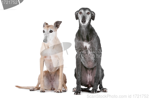 Image of Two greyhound dogs