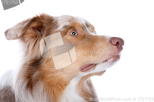 Image of Australian shepherd