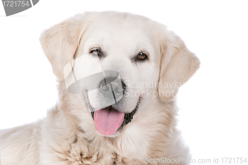 Image of Golden Retriever