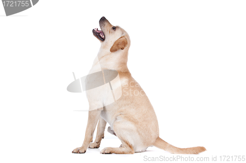 Image of Labrador Retriever
