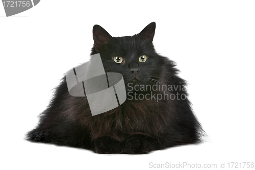 Image of cat