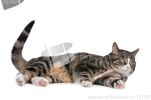 Image of cat