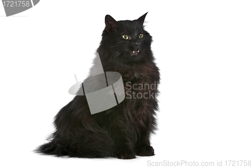 Image of cat