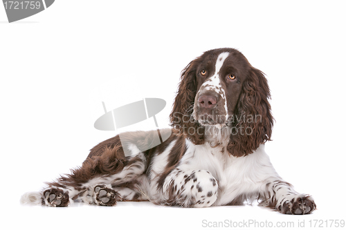 Image of Springer Spaniel
