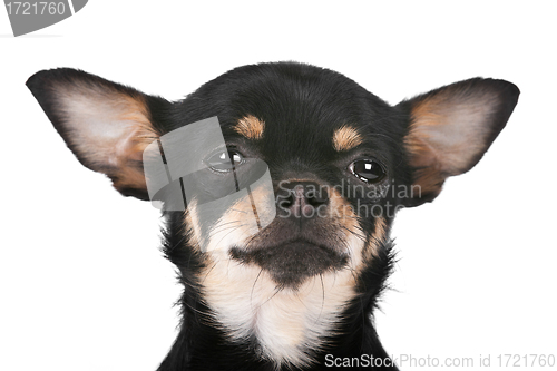 Image of Chihuahua dog