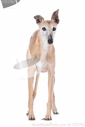 Image of Old greyhound