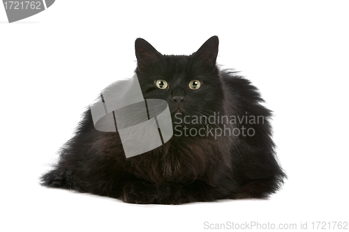 Image of cat