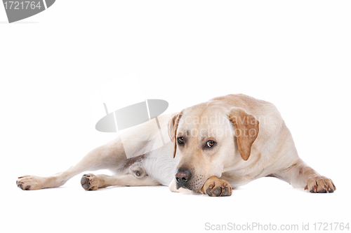 Image of Labrador Retriever