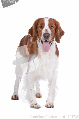 Image of Springer Spaniel