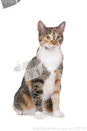 Image of cat