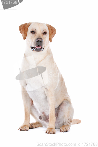 Image of Labrador Retriever