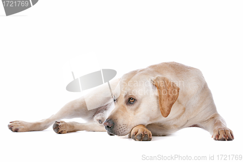 Image of Labrador Retriever