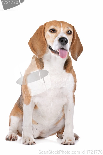 Image of Beagle