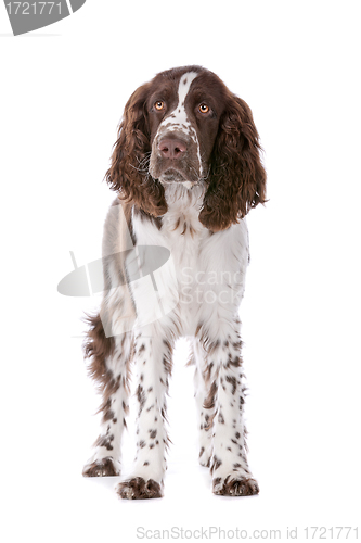 Image of Springer Spaniel