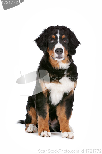 Image of Bernese Mountain Dog puppy