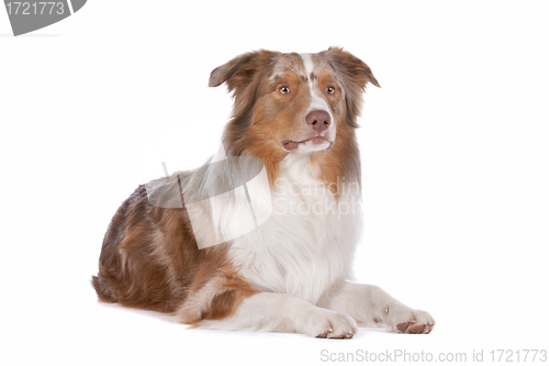 Image of Australian shepherd