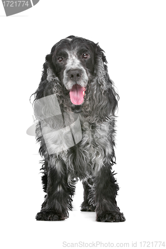 Image of blue roan cocker spaniel