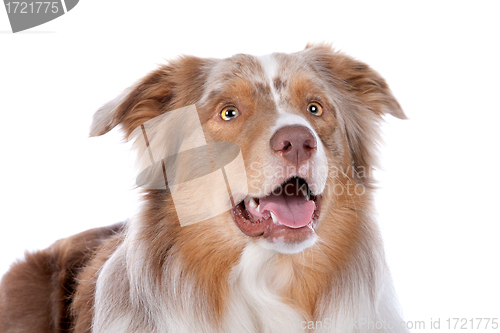 Image of Australian shepherd