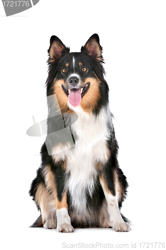 Image of Border Collie