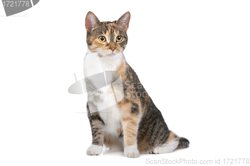 Image of cat