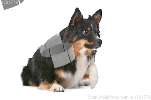 Image of Border Collie