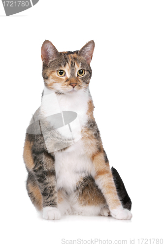 Image of cat