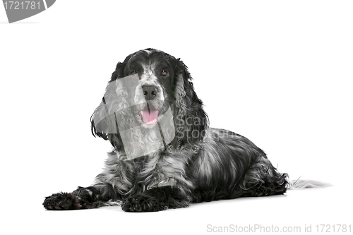 Image of blue roan cocker spaniel