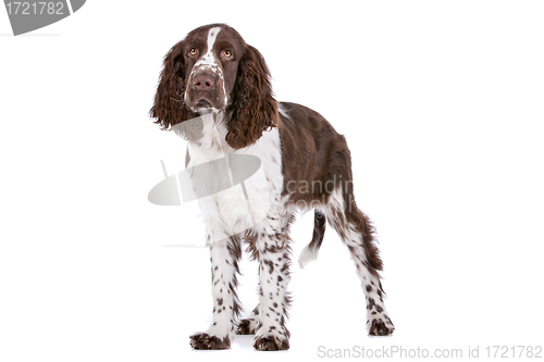 Image of Springer Spaniel