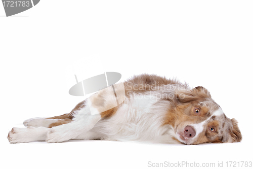 Image of Australian shepherd