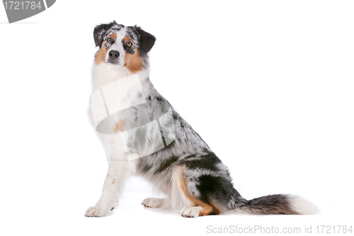 Image of Australian shepherd