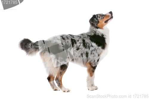 Image of Australian shepherd