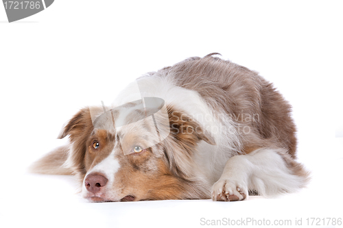 Image of Australian shepherd
