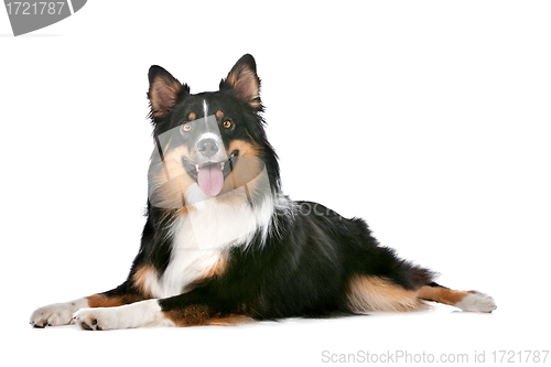 Image of Border Collie