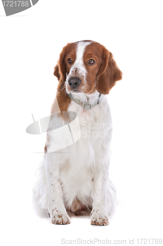 Image of Springer Spaniel