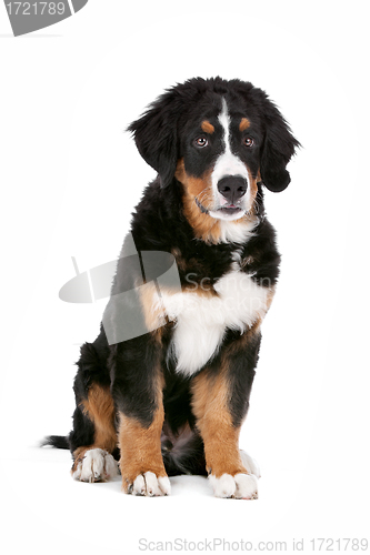 Image of Bernese Mountain Dog puppy