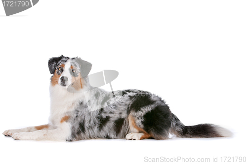 Image of Australian shepherd