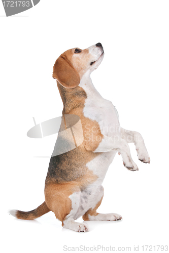 Image of Beagle