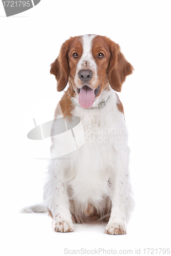 Image of Springer Spaniel